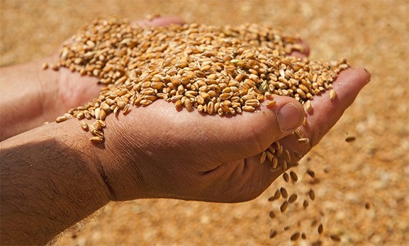 Hand with grains of wheat