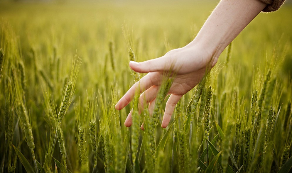 A hand above a field of wheat